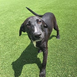 Photo of Naoki Nanami 3936, adoptable Labrador Retriever Mixed Breed (Medium) in Loxahatchee, Florida