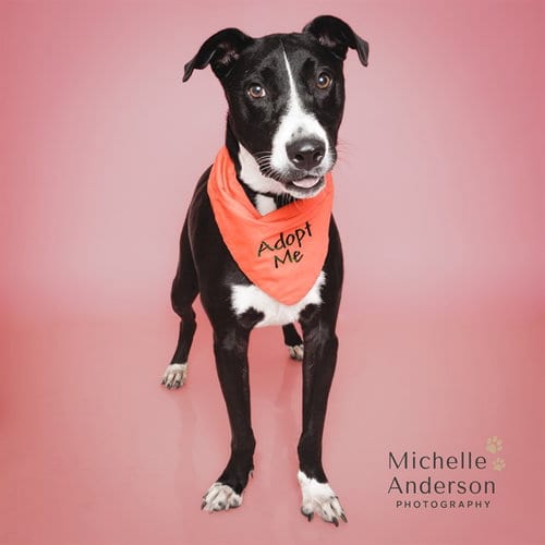 Photo of Raven, adoptable Pit Bull Terrier in Corona, California