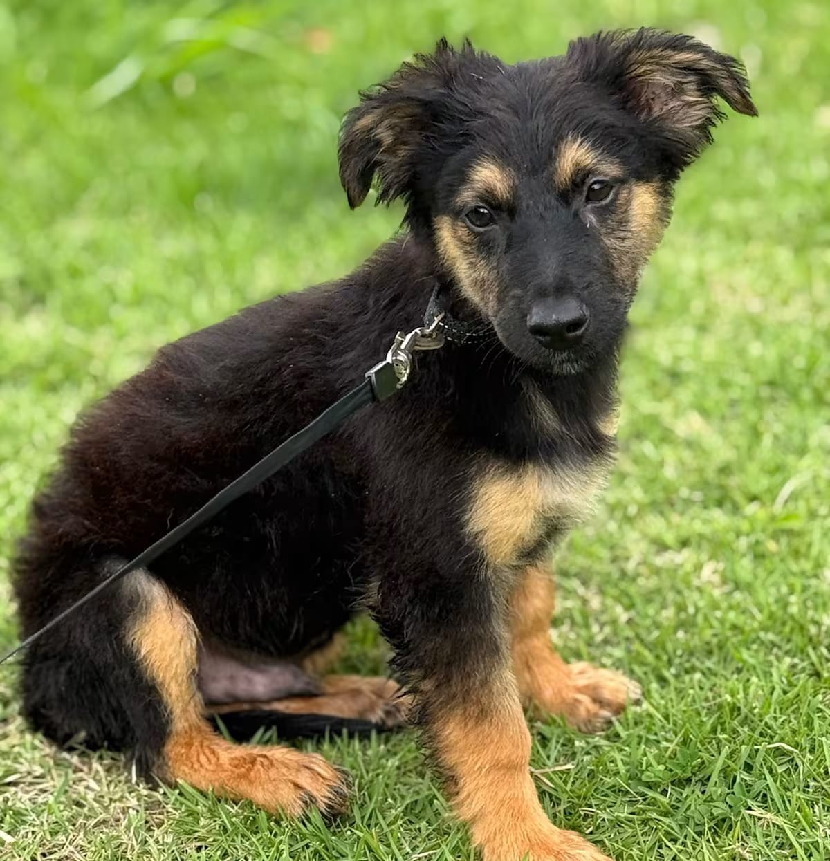 Photo of Apple Jack, adoptable Australian Shepherd/Australian Terrier in New York, New York