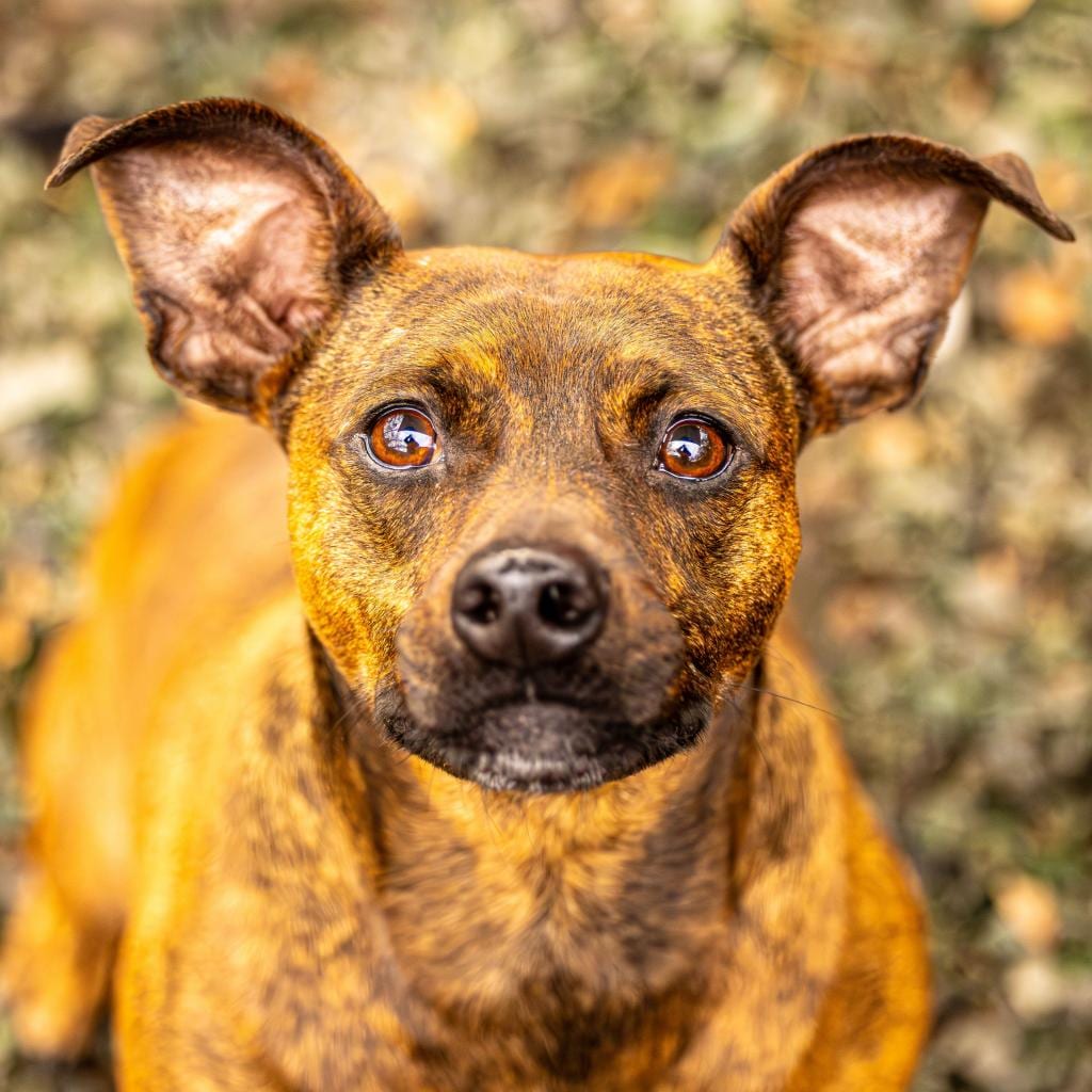 Photo of Sherry, adoptable Mixed Breed (Medium) in Decatur, Georgia