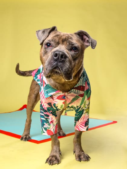 Photo of Crosby, adoptable dog in Atlanta, Georgia