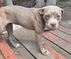 Photo of Belle, adoptable American Pit Bull Terrier in Georgetown, Colorado