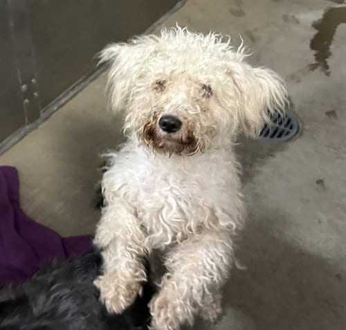 Photo of Luna Estrella, adoptable Maltese in Santa Cruz, California