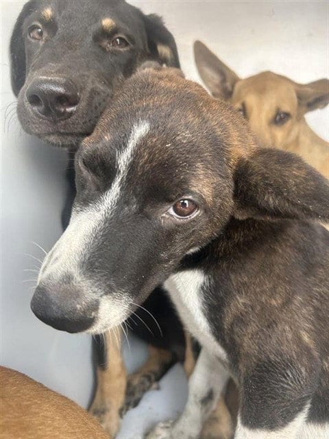 Photo of A661442, adoptable German Shepherd Dog in Houston, Texas