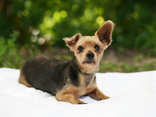Photo of Ricky, adoptable Yorkshire Terrier Yorkie in Tavares, Florida