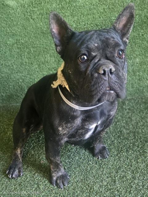 Photo of Love, adoptable French Bulldog in Lancaster, California