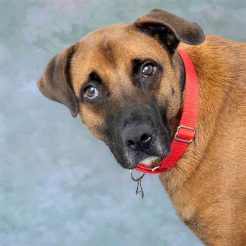 Photo of Linen, adoptable Labrador Retriever in St Louis, Missouri
