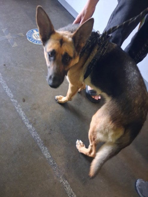 Photo of Tonya, adoptable German Shepherd Dog in Los Angeles, California