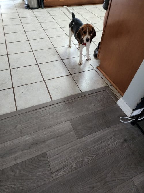 Photo of Sophia Sniffs, adoptable Beagle in Tampa, Florida