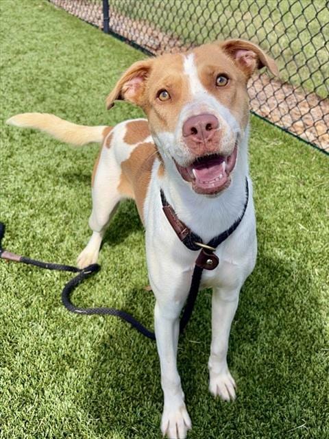 Photo of Selena, adoptable Pit Bull Terrier in Statesville, North Carolina