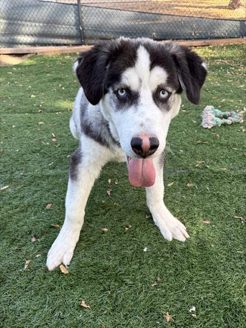 Photo of Snape, adoptable Siberian Husky in Fremont, California