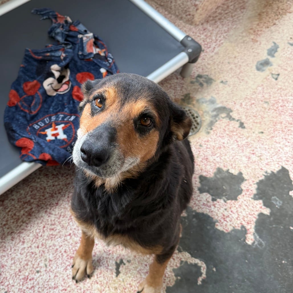 Photo of Gertrude, adoptable Mixed Breed (Medium) in Houston, Texas