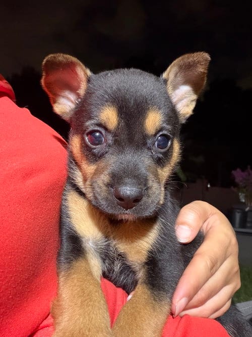 Photo of Breezy Skies, adoptable German Shepherd Dog in The Woodlands, Texas