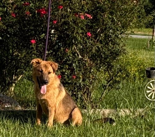 Photo of Buck-5 Mnths-Neuter Contract Req. $125, adoptable German Shepherd Dog in Holly Hill, South Carolina