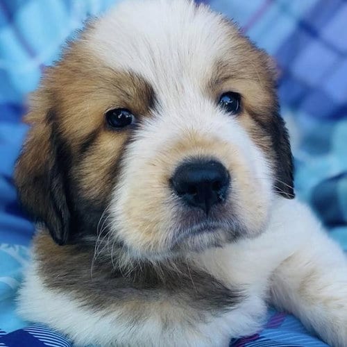 Photo of Monster's Inc Pup - Randall, adoptable Great Pyrenees in San Diego, California