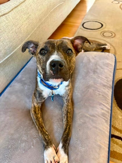 Photo of Catalina, adoptable dog in Chamblee, Georgia