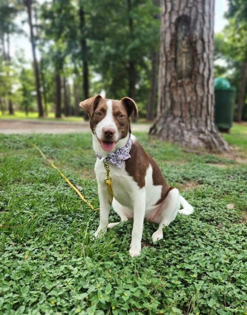 Photo of Evie, adoptable Labrador Retriever in The Woodlands, Texas