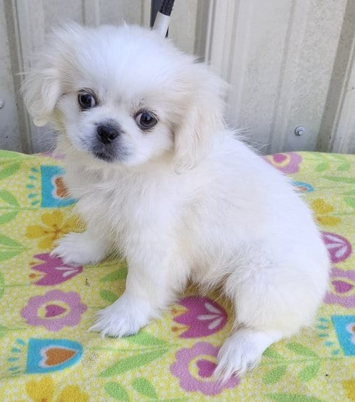 Photo of Sugar, adoptable Pekingese in Mountain View, Missouri