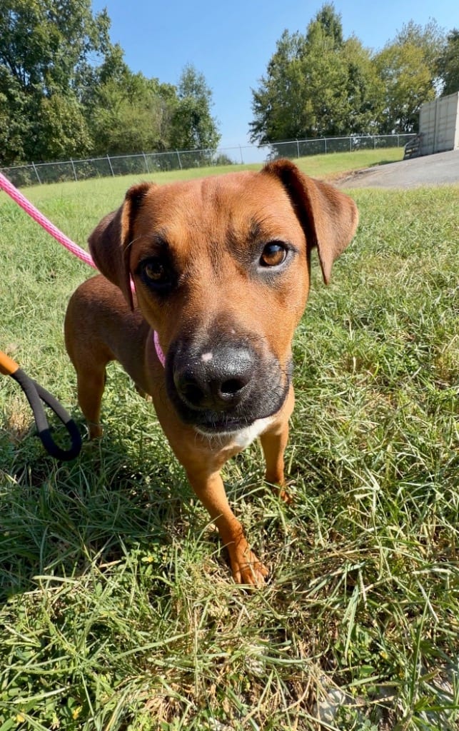 Photo of Big Dan, adoptable Mixed Breed in Chickamauga, Georgia