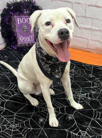 Photo of Jimmy Dean, adoptable Pit Bull Terrier in Detroit, Michigan