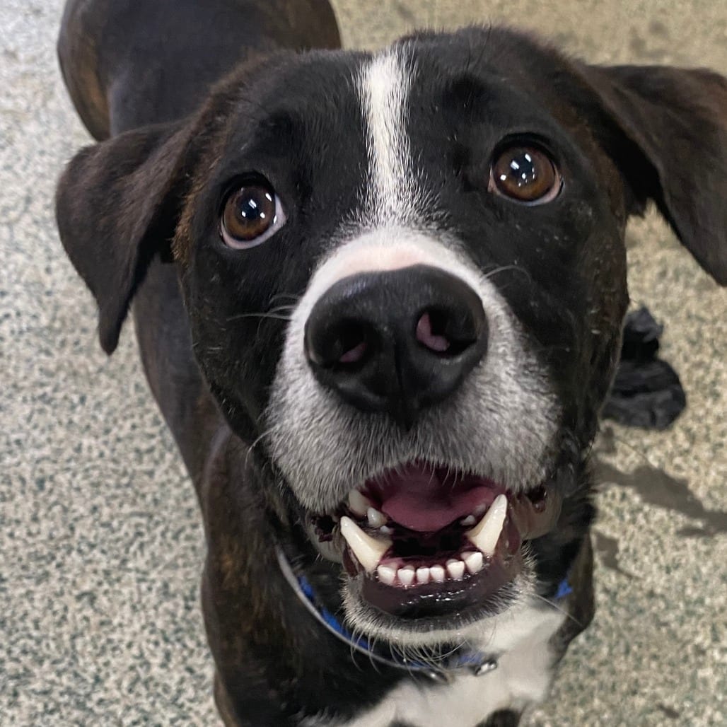 Photo of Salmon, adoptable Mixed Breed (Medium) in Houston, Texas