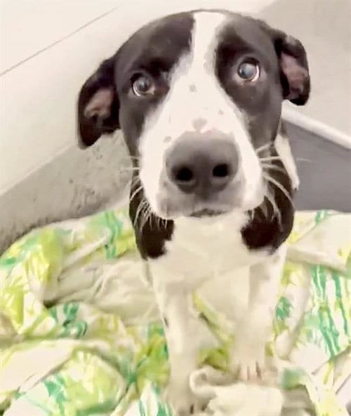 Photo of Moose, adoptable Labrador Retriever in Houston, Texas