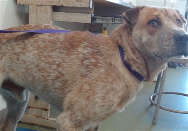 Photo of Senior Australian Cattle Dog mix, adoptable Australian Cattle Dog mix in Devore, California