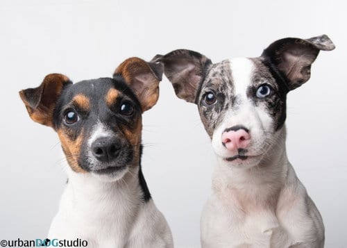 Photo of Bonded pair - Peach & Sprout, adoptable Jack Russell Terrier in Tampa, Florida