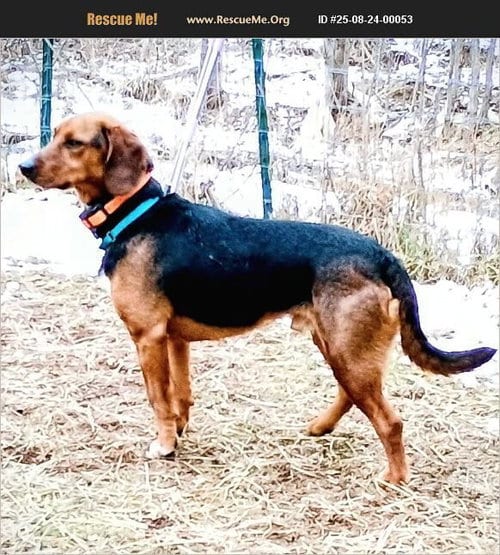 Photo of Jack, adoptable Black and Tan Coonhound in Benton, Pennsylvania