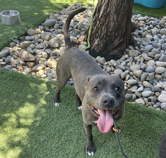 Photo of Sterling, adoptable Pit Bull Terrier in San José, California