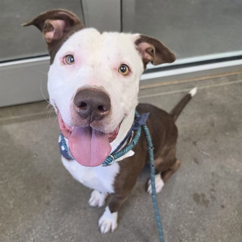 Photo of Paco, adoptable Staffordshire Bull Terrier in Mesa, Arizona