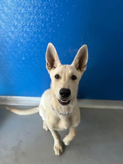 Photo of Zero, adoptable German Shepherd Dog in Visalia, California
