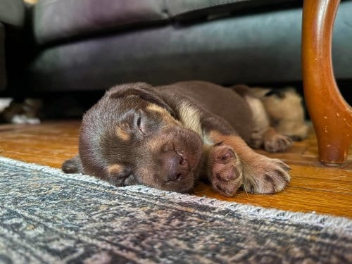 Photo of 2 Orphans - Heidi - Located in Missouri, adoptable Belgian Shepherd Malinois in Imlay City, Michigan