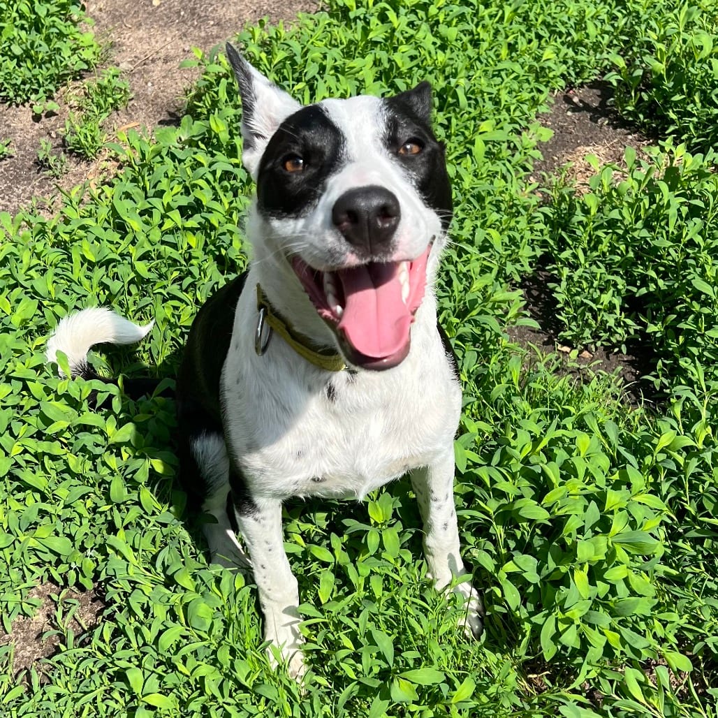 Photo of Finley, adoptable Collie / Mix in Wadena, Minnesota