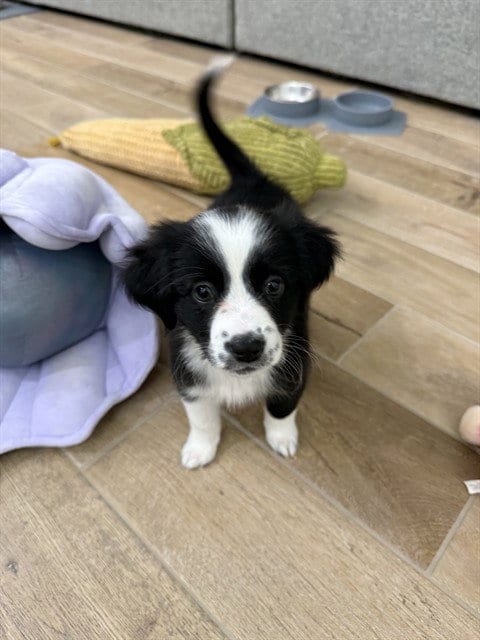 Photo of Harley, adoptable Border Collie in Killeen, Texas