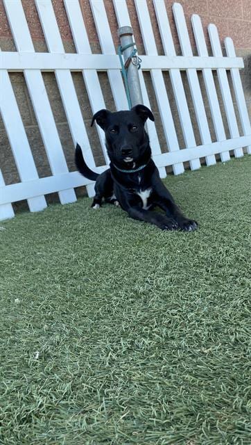 Photo of Shadow, adoptable Labrador Retriever in Modesto, California
