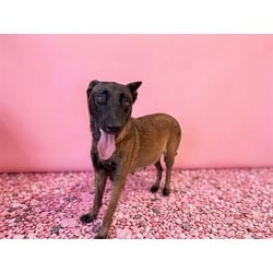 Photo of Milly, adoptable Belgian Malinois in Doral, Florida