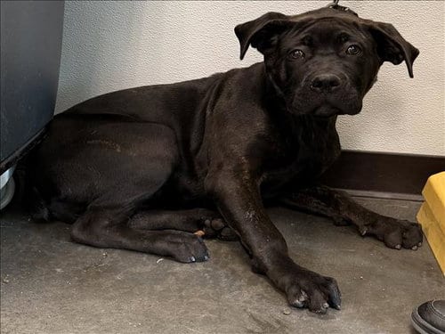 Photo of Bella, adoptable Cane Corso Mastiff in Chatsworth, California