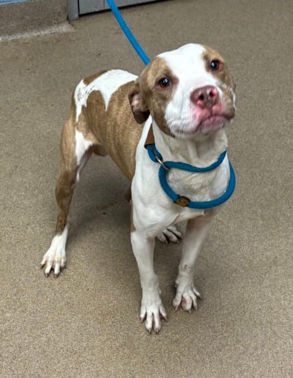 Photo of Frontier, adoptable dog in Chamblee, Georgia