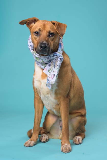 Photo of Carrot, adoptable dog in Atlanta, Georgia