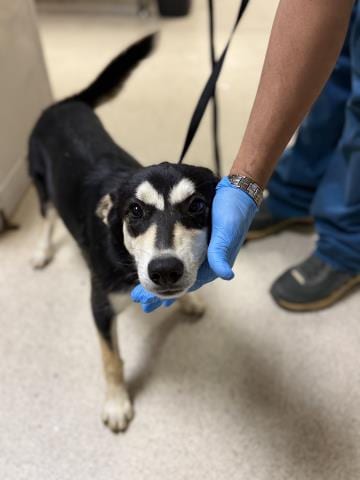 Photo of Cloe, adoptable German Shepherd Dog in Riverside, California
