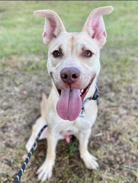 Photo of Ingram, adoptable German Shepherd Dog in Forestville, Maryland