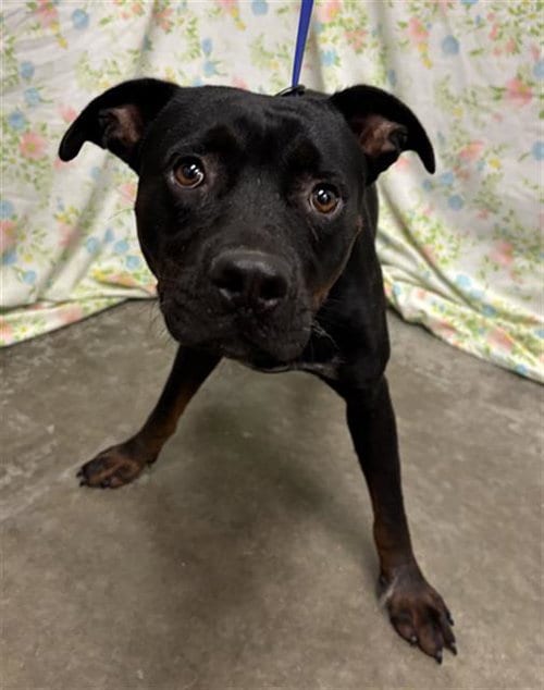 Photo of Cyril, adoptable Rottweiler in Rosenberg, Texas