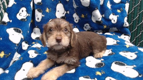 Photo of Peppermint Patty, adoptable Terrier in Downey, California