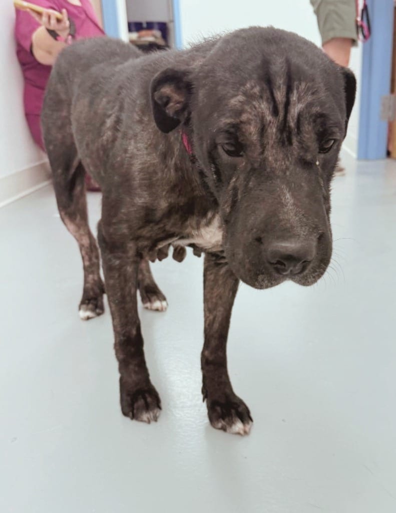 Photo of Sherry, adoptable Shar Pei in Hartsville, South Carolina