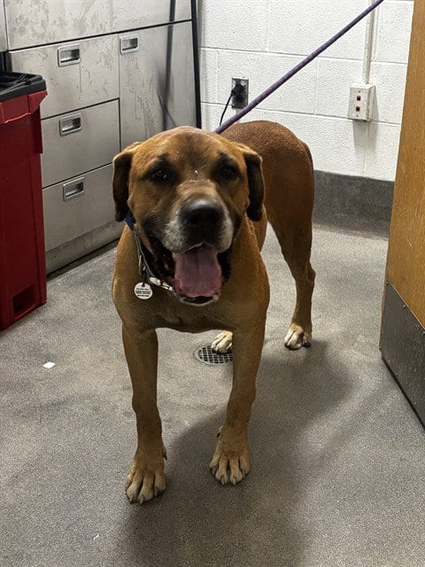 Photo of Bruiser, adoptable Cane Corso Mastiff in Forestville, Maryland