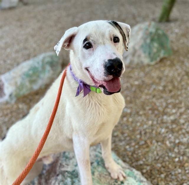 Photo of Spotty, adoptable dog