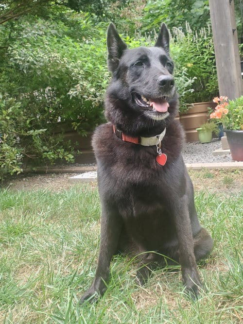 Photo of Shadow 7555, adoptable German Shepherd Dog in Centreville, Virginia