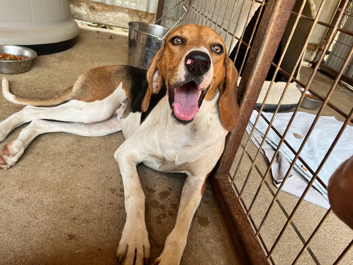 Photo of Jenny Lynn, adoptable Treeing Walker Coonhound in Tulsa, Oklahoma