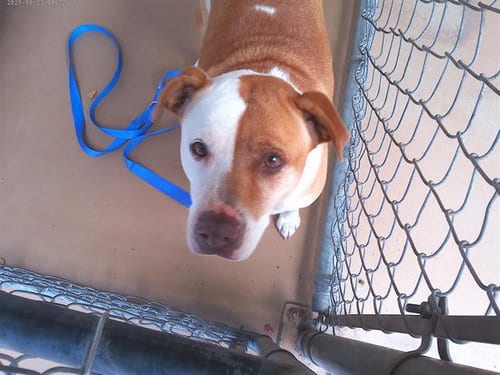 Photo of Cinammon, adoptable Pit Bull Terrier in Chula Vista, California